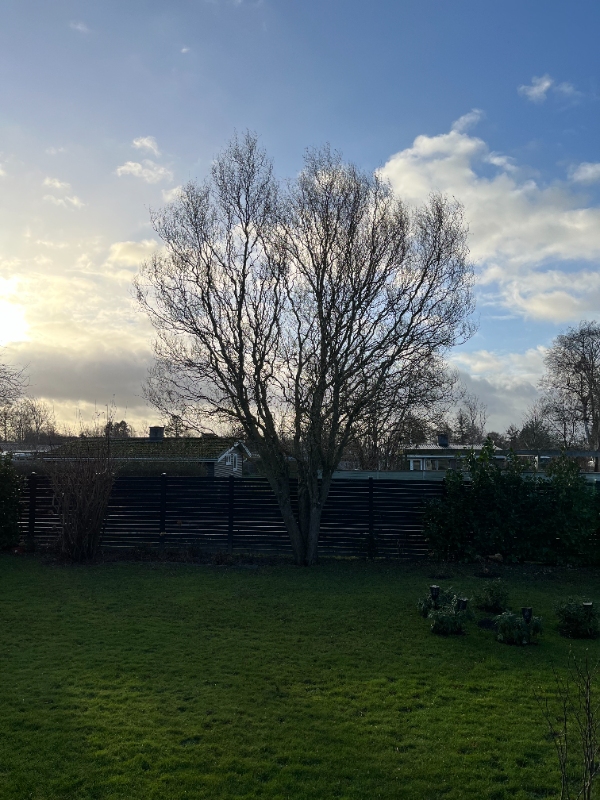 Vi har et par træer, hvor vi gerne vil have foretaget en topkapning, men hvor vi bevarer den runde/b