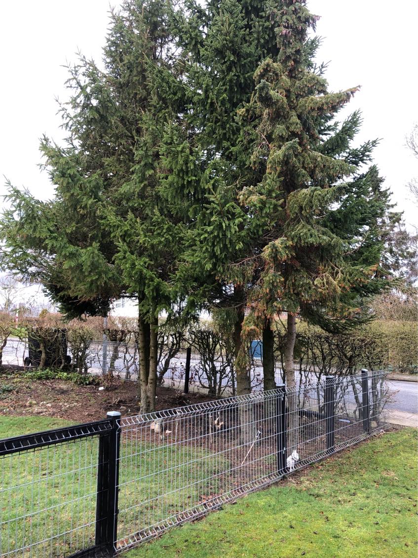 Fælde 10 grantræer